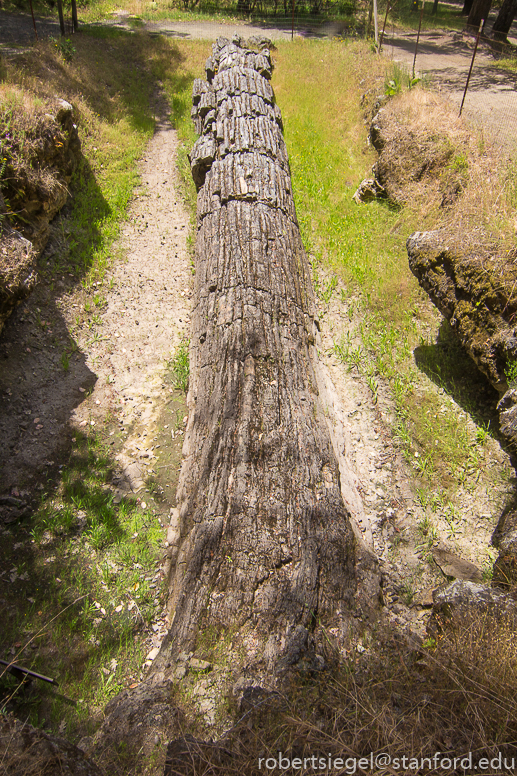 Petrified Forest